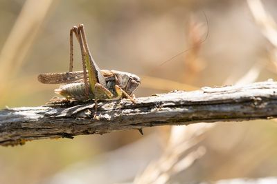 GREY BUSH CRICKET - Platycleis albopunctata - DUINSABELSPRINKHAAN