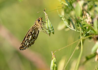 LARGE CHEQUERED SKIPPER - Heteropterus morpheus - SPIEGELDIKKOPJE