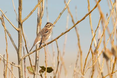 RUSTIC BUNTING - Emberiza rustica - BOSGORS