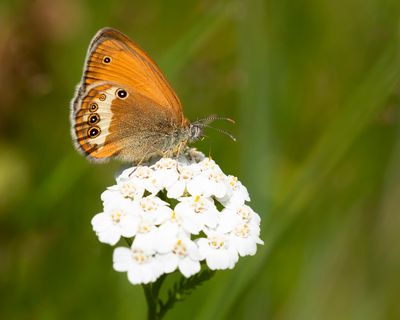 PEARLY HEATH - Coenonympha arcania - TWEEKLEURIG HOOIBEESTJE