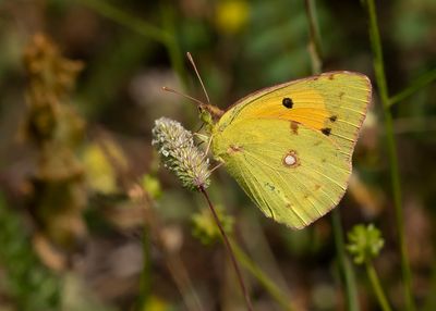 CLOUDED YELLOW - Colias crocea - ORANJE LUZERNEVLINDER