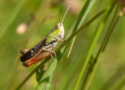 STRIPE-WINGED GRASSHOPPER - Stenobothrus lineatus - ZOEMERTJE