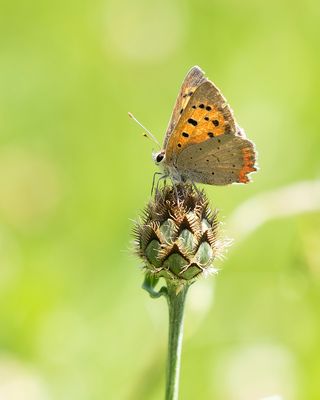 SMALL COOPER - Lycaena phlaeas - KLEINE VUURVLINDER