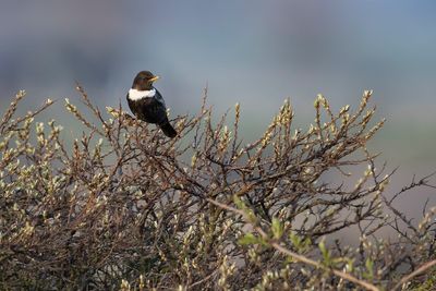 RING OUZEL - Turdus torquatus -BEFLIJSTER