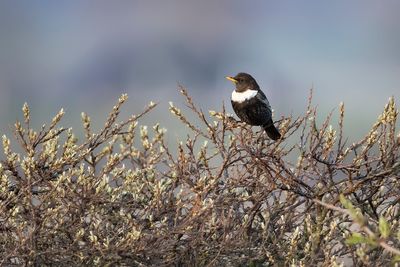 RING OUZEL - Turdus torquatus -BEFLIJSTER