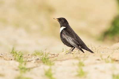 RING OUZEL - Turdus torquatus -BEFLIJSTER