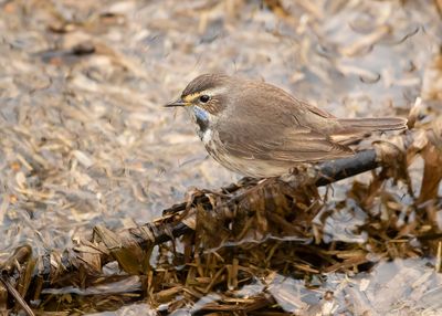 WHITE-SPOTTED BLUETHROAT - Luscinia svecica cyanecula - WITGESTERDE BLAUWBORST