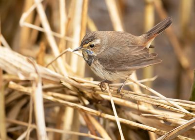 WHITE-SPOTTED BLUETHROAT - Luscinia svecica cyanecula - WITGESTERDE BLAUWBORST