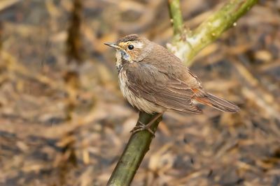 WHITE-SPOTTED BLUETHROAT - Luscinia svecica cyanecula - WITGESTERDE BLAUWBORST