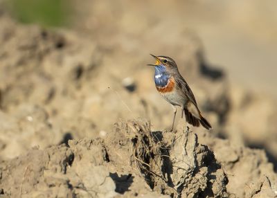 WHITE-SPOTTED BLUETHROAT - Luscinia svecica cyanecula - WITGESTERDE BLAUWBORST