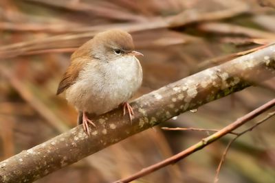 CETTI'S WARBLER - Cettia cetti - CETTIS ZANGER