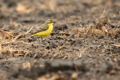 YELLOW-CROWNED WAGTAIL - Motacilla flava flavissima - ENGELSE KWIKSTAART