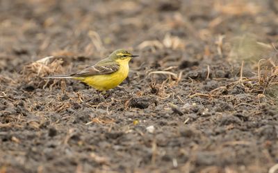 YELLOW-CROWNED WAGTAIL - Motacilla flava flavissima - ENGELSE KWIKSTAART