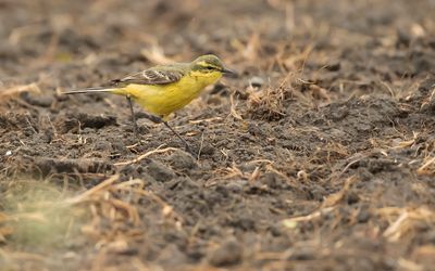 YELLOW-CROWNED WAGTAIL - Motacilla flava flavissima - ENGELSE KWIKSTAART