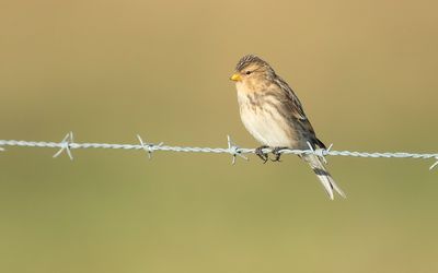 TWITE - Linaria flavirostris - FRATER