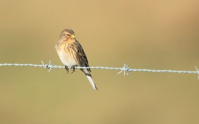 TWITE - Linaria flavirostris - FRATER