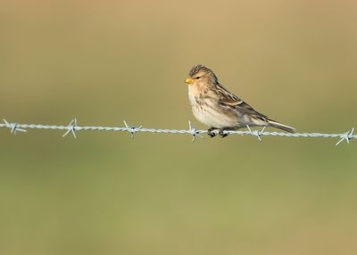 TWITE - Linaria flavirostris - FRATER