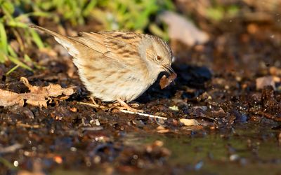 DUNNOCK - Prunella modularis - HEGGENMUS