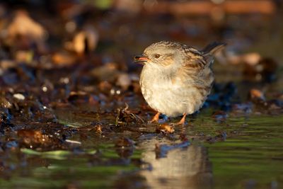 DUNNOCK - Prunella modularis - HEGGENMUS