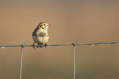 LAPLAND LONGSPUR - Calcarius lapponicus - IJSGORS