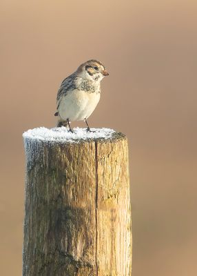 LAPLAND LONGSPUR - Calcarius lapponicus - IJSGORS