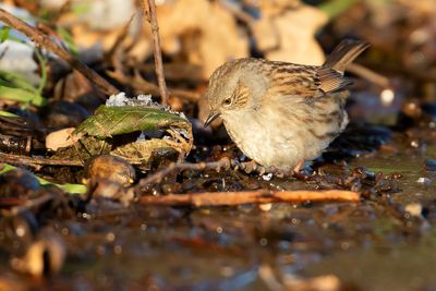 DUNNOCK - Prunella modularis - HEGGENMUS