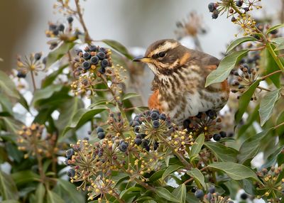 REDWING - Turdus iliacus - KOPERWIEK