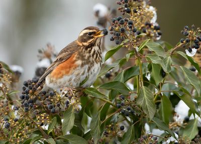 REDWING - Turdus iliacus - KOPERWIEK