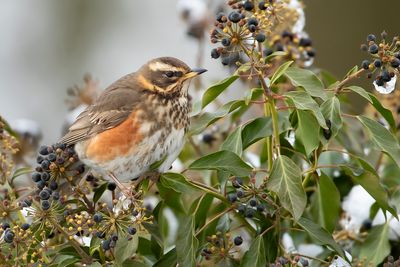 REDWING - Turdus iliacus - KOPERWIEK