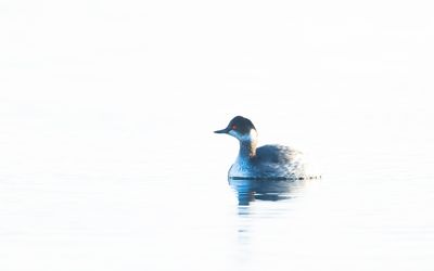 HORNED GREBE - Podiceps auritus - KUIFDUIKER