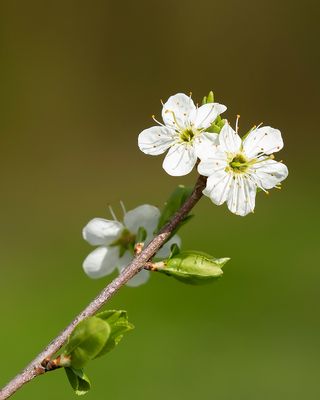 SLOE - Prunus spinosa - SLEEDORN