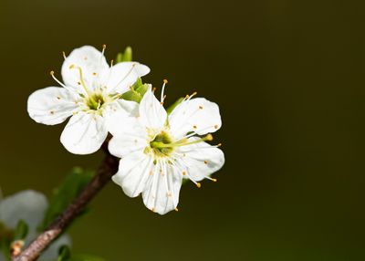 SLOE - Prunus spinosa - SLEEDORN