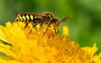 GOODEN'S NOMAD-BEE - Nomada goodeniana - SMALBANDWESPBIJ