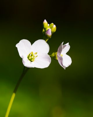CUCKOOFLOWER - Cardamine pratensis - PINKSTERBLOEM