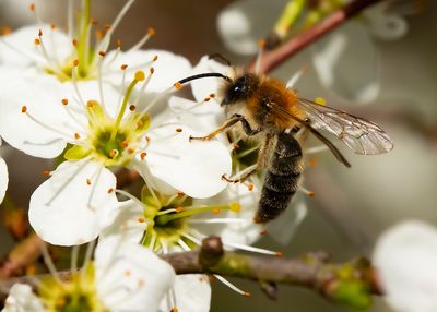 YELLOW-LEGGED MINING-BEE - Andrena flavipes - GRASBIJ