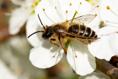 YELLOW-LEGGED MINING-BEE - Andrena flavipes - GRASBIJ