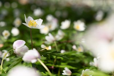 EUROPEAN TIMBLEWEED - Anemone nemorosa - BOSANEMOON