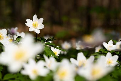 EUROPEAN TIMBLEWEED - Anemone nemorosa - BOSANEMOON