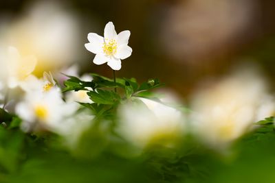EUROPEAN TIMBLEWEED - Anemone nemorosa - BOSANEMOON