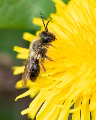 GREY-BACKED MINING-BEE - Andrena vaga - GRIJZE ZANDBIJ