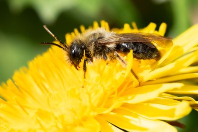 GREY-BACKED MINING-BEE - Andrena vaga - GRIJZE ZANDBIJ