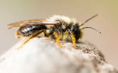 GREY-BACKED MINING-BEE - Andrena vaga - GRIJZE ZANDBIJ