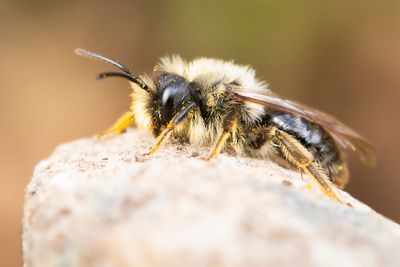 GREY-BACKED MINING-BEE - Andrena vaga - GRIJZE ZANDBIJ