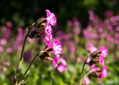 RED CATCHFLY - Silene dioica - DAGKOEKOEKSBLOEM