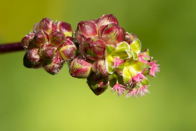 SMALL BURNET - Poterium sanguisorba - KLEINE PIMPERNEL