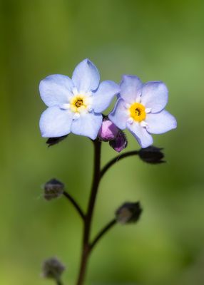 WOOD FORGET ME NOT - Myosotis sylvatica - BOSVERGEETMIJNIETJE