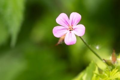 ROBERT GERANIUM - Geranium robertianum - ROBERTSKRUID