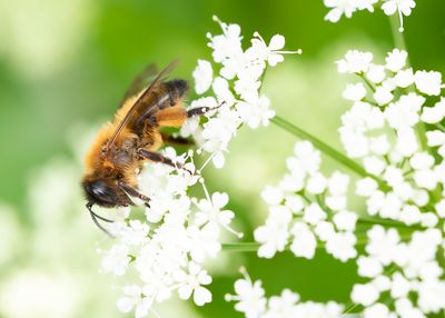 BUFFISH MINING-BEE - Andrena nigroaenea - ZWARTBRONZEN ZANDBIJ