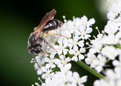 HAWTHORN MINING-BEE - Andrena chrysosceles - GOUDPOOTZANDBIJ