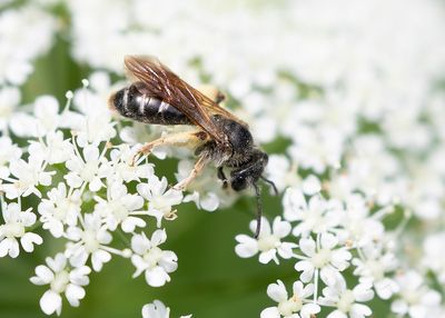 BROAD-FACED MINING-BEE - Andrena proxima - FLUITEKRUIDBIJ